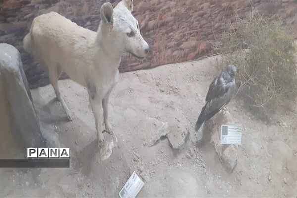 تالاب بین المللی شادگان پذیرای میهمانان نوروزی