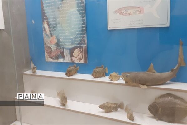 تالاب بین المللی شادگان پذیرای میهمانان نوروزی