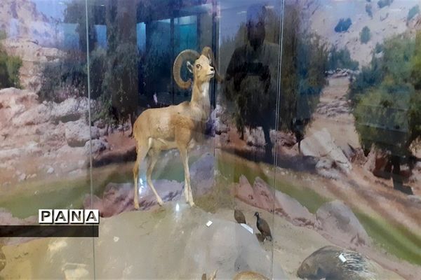 تالاب بین المللی شادگان پذیرای میهمانان نوروزی