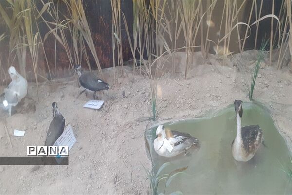 تالاب بین المللی شادگان پذیرای میهمانان نوروزی