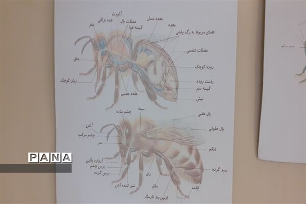 تالاب بین المللی شادگان پذیرای میهمانان نوروزی