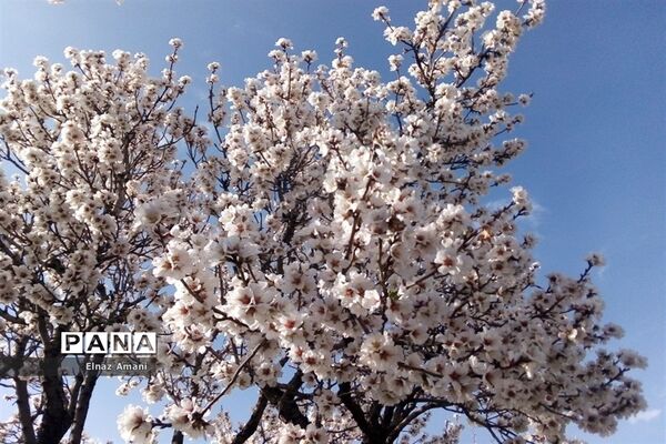 شکوفه های بهاری