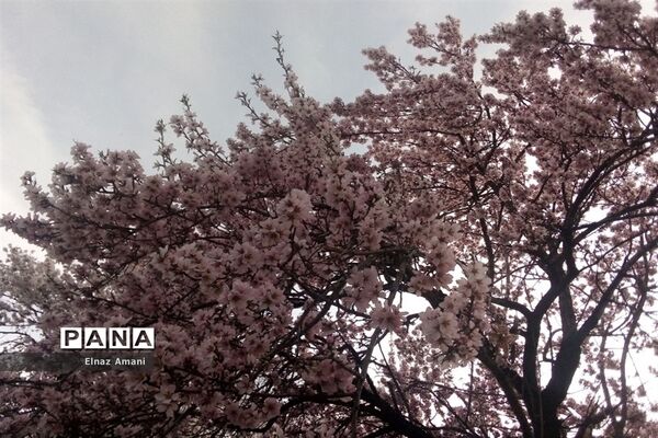 شکوفه های بهاری