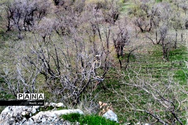 سراب روانسر،  از مهم‌ترین جاذبه های استان کرمانشاه 