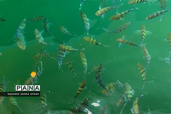 جزیره قشم، بزرگترین جزیره ایران