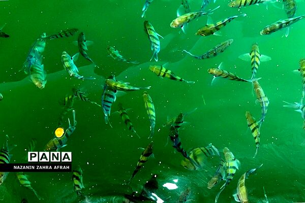 جزیره قشم، بزرگترین جزیره ایران