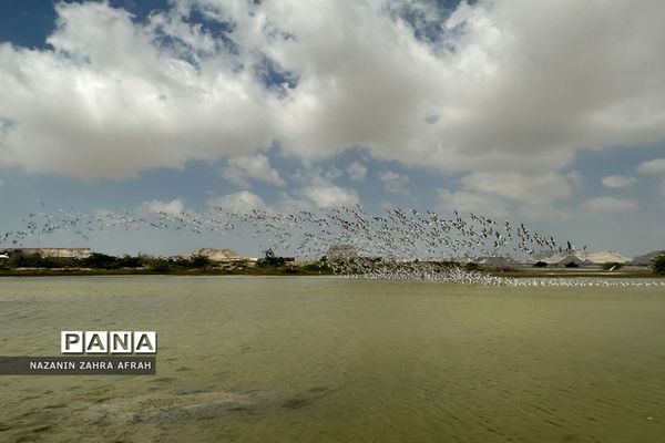جزیره قشم، بزرگترین جزیره ایران