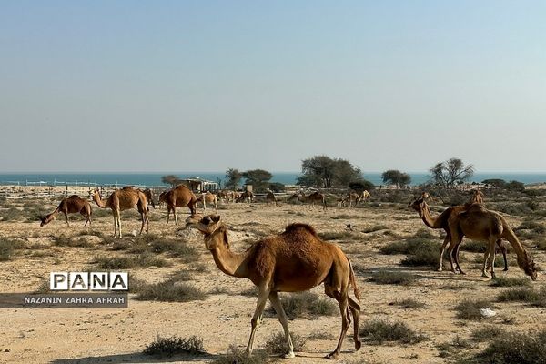 جزیره قشم، بزرگترین جزیره ایران