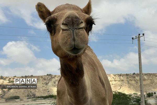 جزیره قشم، بزرگترین جزیره ایران