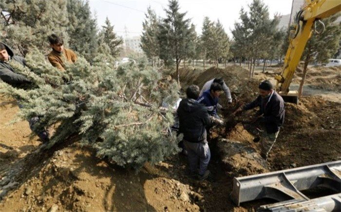 ماجرای جابجایی 2600  اصله درخت در غرب تهران