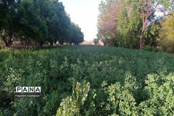 سفری به مشهد مقدس