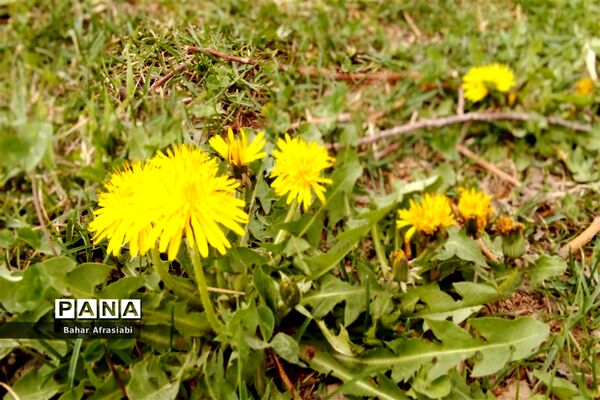 بوستان سیمرغ در نیشابور