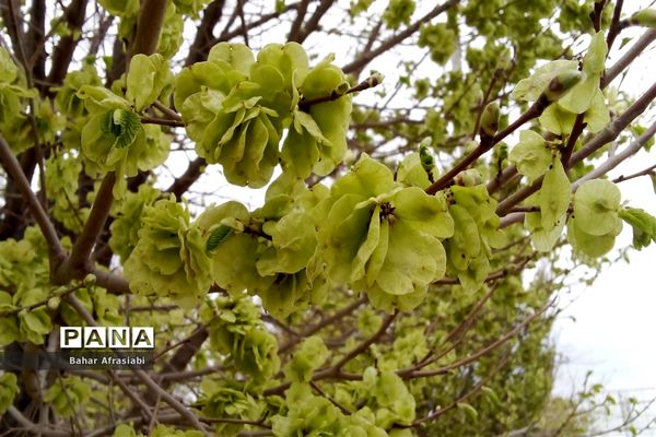 بوستان سیمرغ در نیشابور