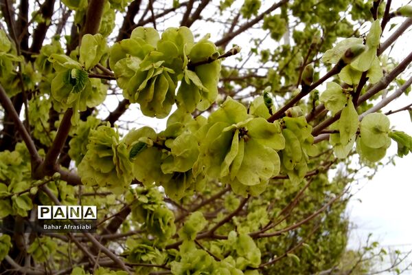 بوستان سیمرغ در نیشابور
