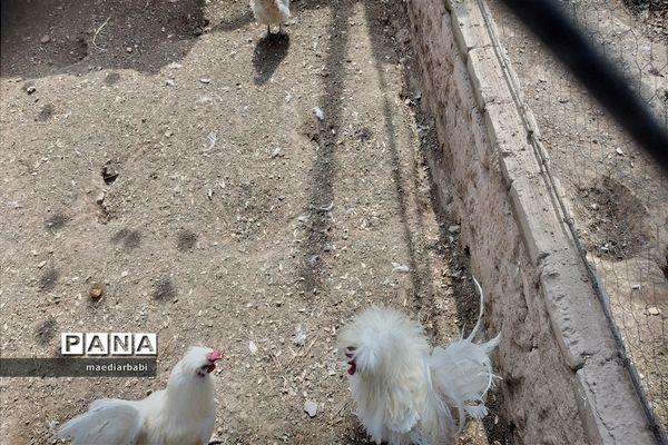 باغ پرندگان در تربت حیدریه