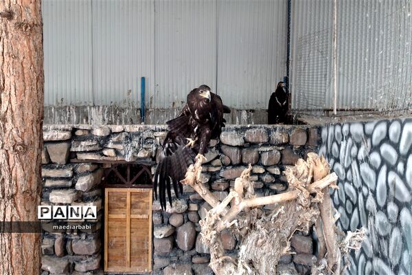 باغ پرندگان در تربت حیدریه