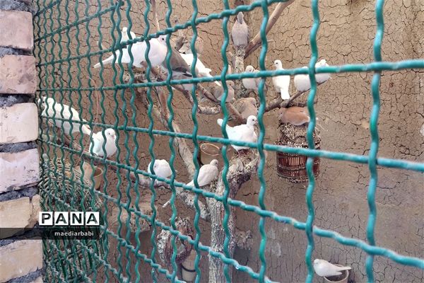 باغ پرندگان در تربت حیدریه