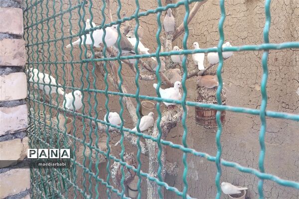 باغ پرندگان در تربت حیدریه