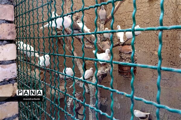 باغ پرندگان در تربت حیدریه