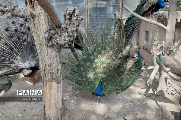 باغ پرندگان در تربت حیدریه