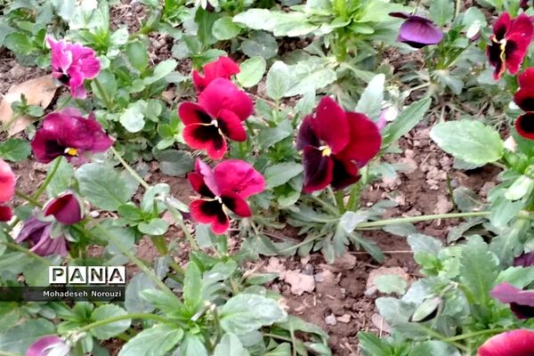 طبیعت بهاری بوستان شهید چمران شهرستان کرج