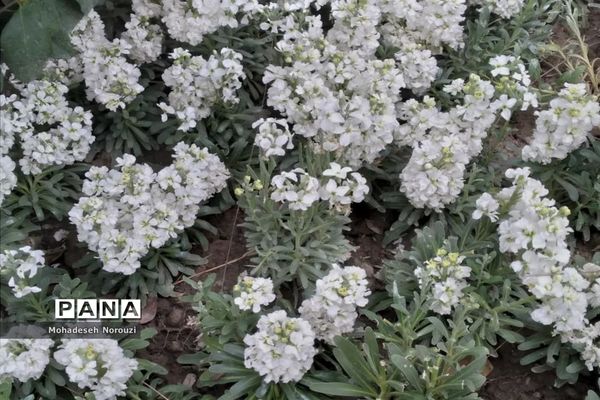 طبیعت بهاری بوستان شهید چمران شهرستان کرج