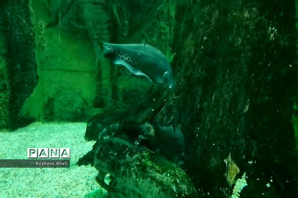 سفری به اقیانوس‌ها در آکواریوم اصفهان