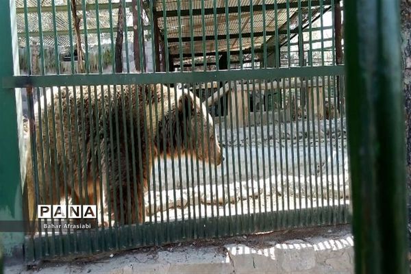 باغ وحش پارک جنگلی و کوهستانی وکیل آباد در استان خراسان رضوی