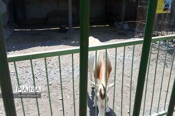 باغ وحش پارک جنگلی و کوهستانی وکیل آباد در استان خراسان رضوی