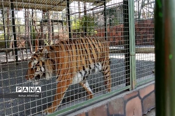 باغ وحش پارک جنگلی و کوهستانی وکیل آباد در استان خراسان رضوی