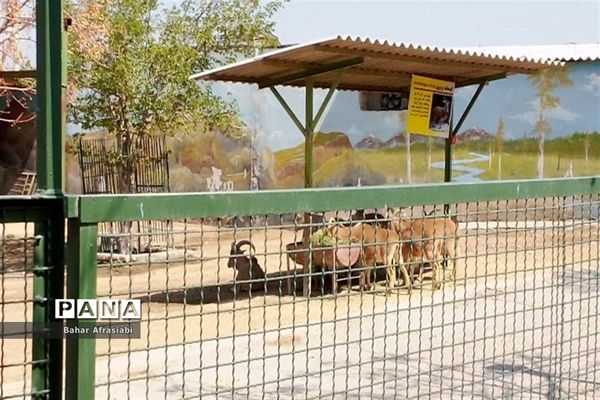 باغ وحش پارک جنگلی و کوهستانی وکیل آباد در استان خراسان رضوی