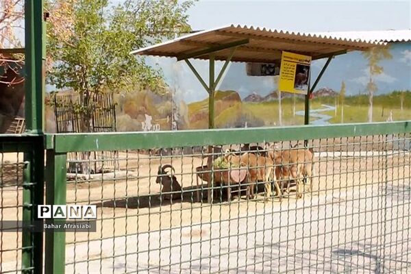 باغ وحش پارک جنگلی و کوهستانی وکیل آباد در استان خراسان رضوی