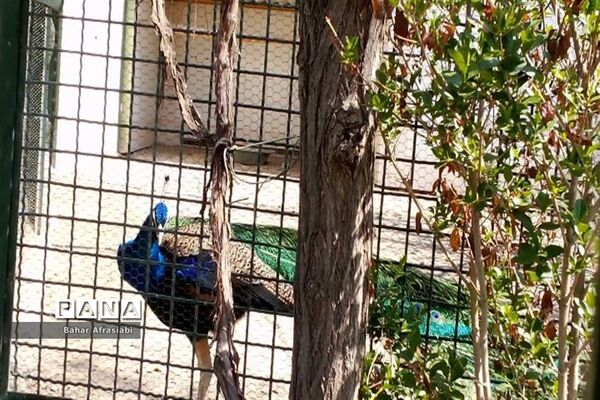 باغ وحش پارک جنگلی و کوهستانی وکیل آباد در استان خراسان رضوی