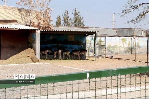 باغ وحش پارک جنگلی و کوهستانی وکیل آباد در استان خراسان رضوی