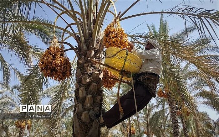 صادرات خرما در سال چه میزان درآمد برای کشور دارد؟