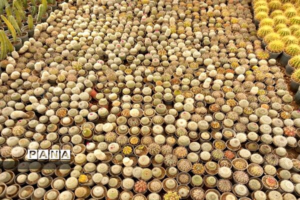 مهد گل‌های زینتی ایران