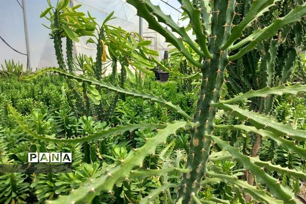 مهد گل‌های زینتی ایران