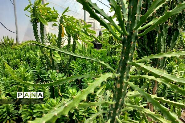 مهد گل‌های زینتی ایران