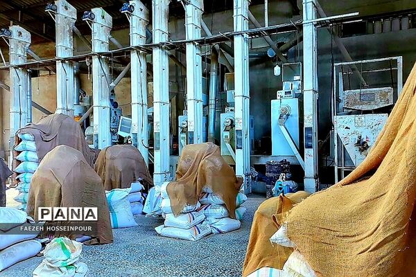 بازدید علمی از کارخانه برنج در شمال ایران