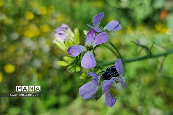 روستای ۴۰۰ساله امیرکلا در بابلکنار