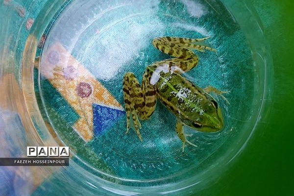 سد لفور در شهرستان  بابلسر