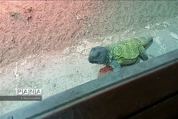 باغ وحش پارک ارم با ۱۱۰ گونه جانوری