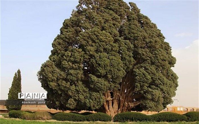 سرو کهنسال از جاذبه‌های گردشگری ابرکوه به روایت دانش‌آموز خبرنگارپانا/فیلم
