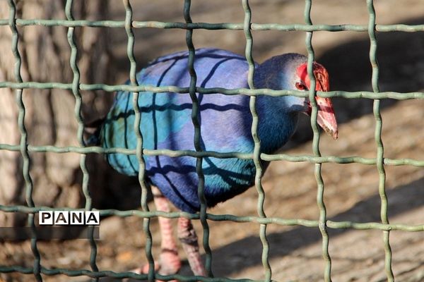 باغ وحش وکیل‌آباد مشهد