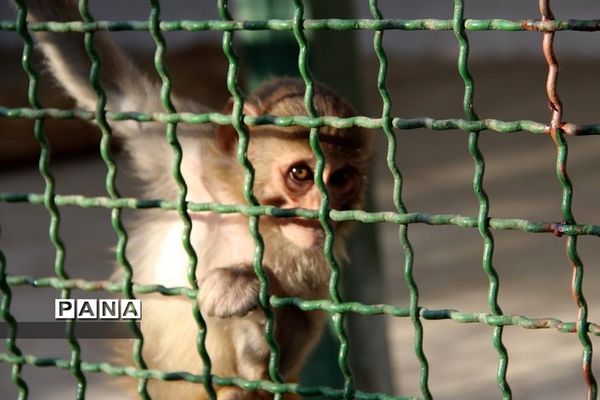 باغ وحش وکیل‌آباد مشهد