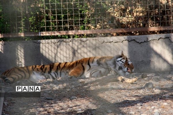 باغ وحش وکیل‌آباد مشهد