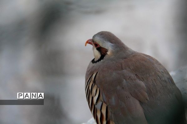 باغ وحش وکیل‌آباد مشهد