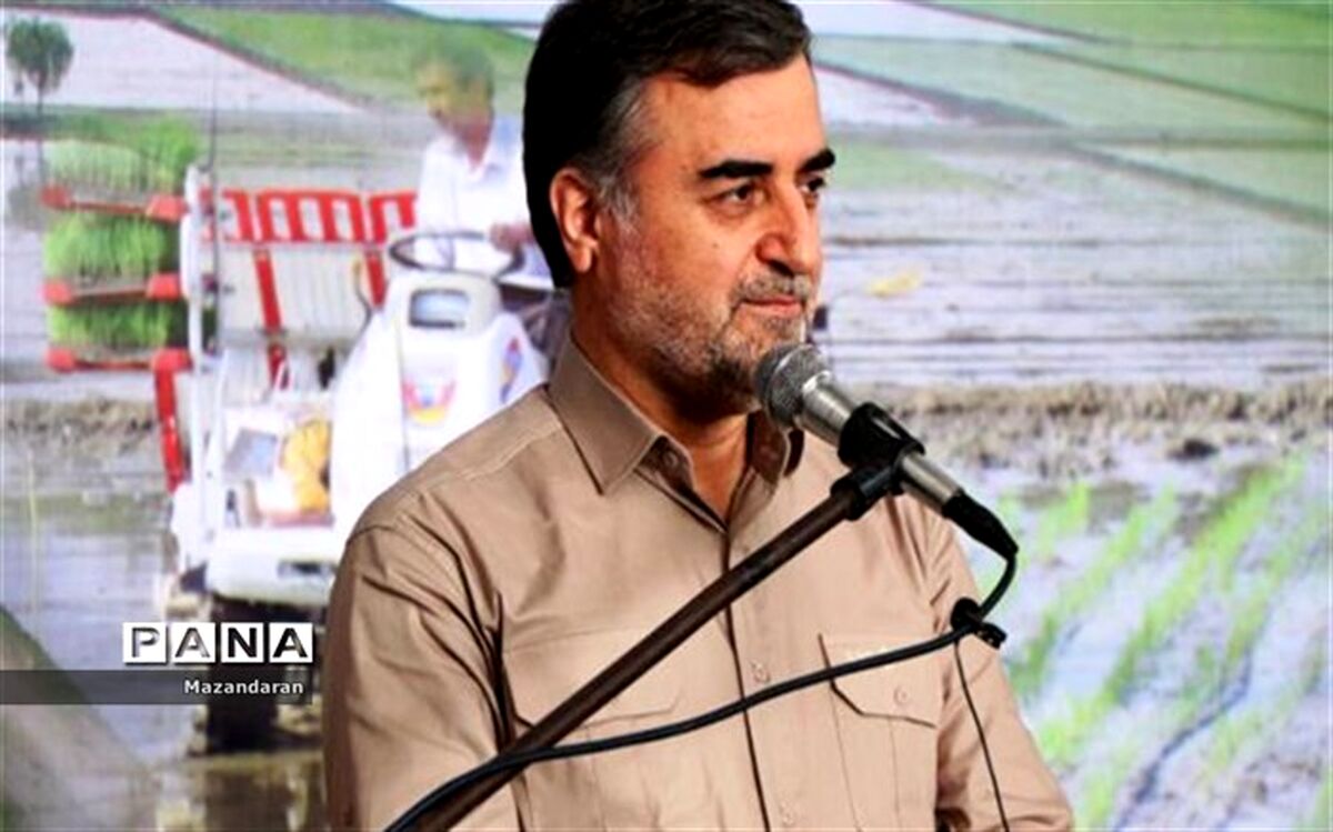 مخلوط کردن برنج‌ خارجی و داخلی خیانت به کشاورزان مازندران است