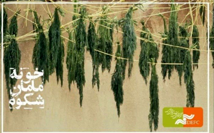 راهیابی «خونه مامان شکوه» به بخش مسابقه جشنواره مسکو