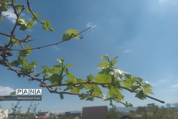 شکوفه‌های بهاری در چشمه‌ها